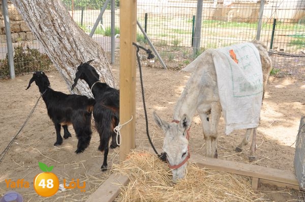 kidrawdaanimals510 (65).JPG